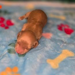 Orion - Red male Dachshund puppy in Florence, Mississippi from Rosies Doxies and Poodles CKC