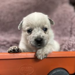 Boy 2 - Blue mottled male Australian Cattle Dog puppy in Scurry, Texas from RedHorizon AKC Australian Cattle Dogs (Heelers)