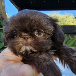 Dior - Liver female Shih Tzu puppy in Tucson, Arizona from Dollface Shih Tzu
