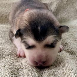 Pita - Gray and white female Alaskan Malamute puppy in Palmyra, Michigan from Illusion Kennel