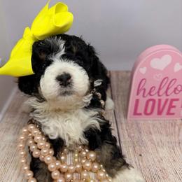 Female 3 - Tri-color female Bernedoodle puppy in Wytheville, Virginia from Pine Brook Pups