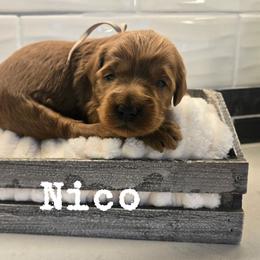 Nico - Red  male Goldendoodle puppy in Archbold, Ohio from Wurster's Mini Wee Doodles