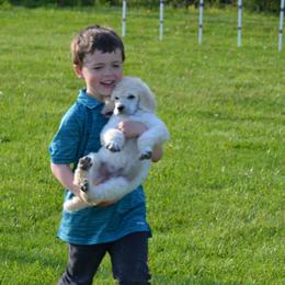 Poodle Puppies from D and D Standard Poodles