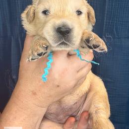 DO - a deer, a female deer (turq) - Light golden female Golden Retriever puppy in Argyle, Texas from Skarlotte Goldens, LLC