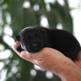 Atlas - Black male German Shepherd puppy in Coarsegold, California from Yosemite Shepherds