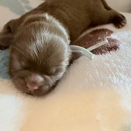 Whiskey - Chocolate male Shih Tzu puppy in Hanford, California from MeMaw Shih Tzus