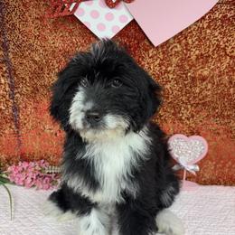 Suzie - Black and white female Aussiedoodle puppy in Marshall, Arkansas from Buffalo River Puppies