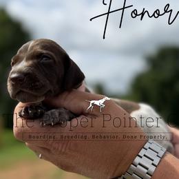 Honor - female German Shorthaired Pointer puppy in Six Mile, South Carolina from The Proper Pointer Co.