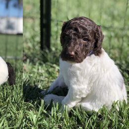 Poodle Puppies from The Parti Collection