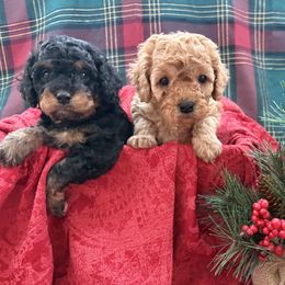 Cavapoo puppies from Wendy’s Cavapoos