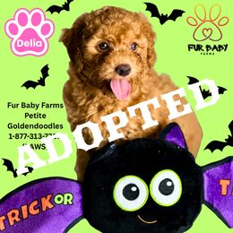 Delia - Apricot female Goldendoodle puppy in Michigan from Fur Baby Farms