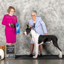 Great Danes from Runa Danes