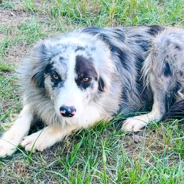 Lulu - Border Collie