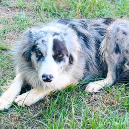 Lulu - Border Collie