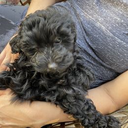 Aussiedoodle Puppies from Bay Area Aussiedoodles