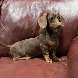 Tinker - Dachshund