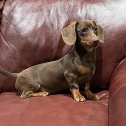 Tinker - Dachshund