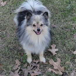 Jazz - Pomeranian