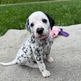 Star - White and black female Dalmatian puppy in Newfoundland, Pennsylvania from Poconopaws