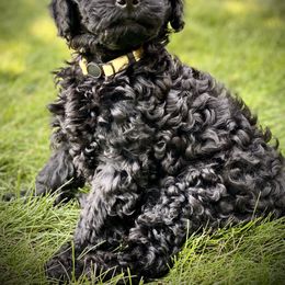 Australian Labradoodle Puppies from Tiny Treasures Australian Labradoodles