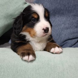 Orange Boy Max - Tri-color Bernese Mountain Dog puppy in Las Vegas, Nevada from Rogarci Berners Ranch