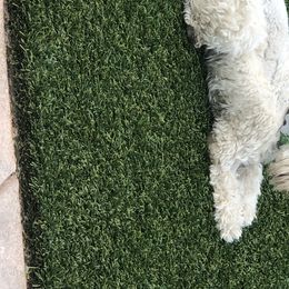 Frankie - Miniature Schnauzer