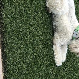 Frankie - Miniature Schnauzer