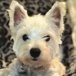 West Highland White Terriers from Gina's Westie Pups