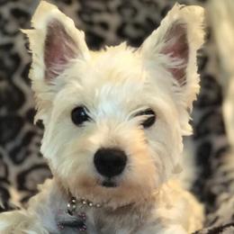 West Highland White Terriers from Gina's Westie Pups