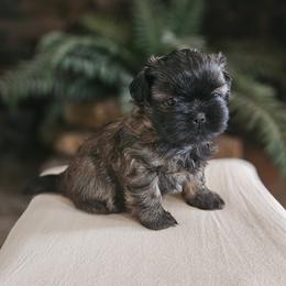 Shihpoo and Shih Tzu Puppies from The Luckie Puppy