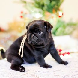 Buddy - Black male Pug puppy in Placerville, California from Gold Leaf Farm Pugs