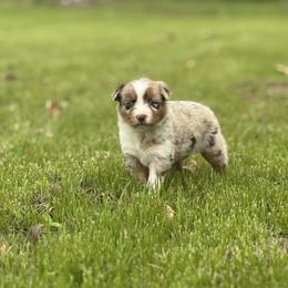 Lays - Red merle female Australian Shepherd puppy in Argyle, Iowa from Country Time Kennels