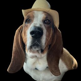 Fred - Basset Hound