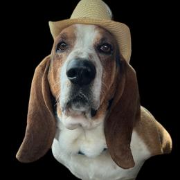 Fred - Basset Hound