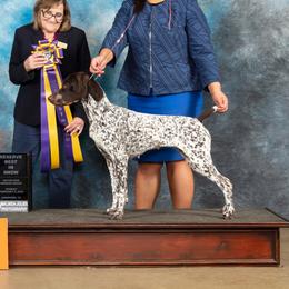 Jemi - German Shorthaired Pointer