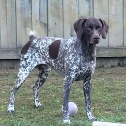 Oskar - German Shorthaired Pointer