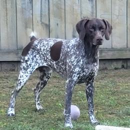Oskar - German Shorthaired Pointer