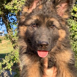 German Shepherd Puppies from Top Shepherd kennel