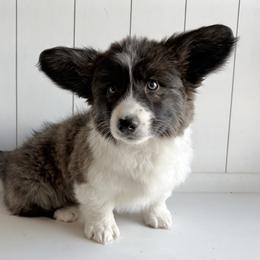 Gingerbread - Brindle and white male American Corgi puppy in Temple, Texas from Silver Moon Cardigan Corgis