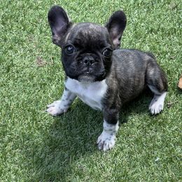 Boston Terrier and French Bulldog Puppies from JohnLee’s Boston’s and French Bulldogs