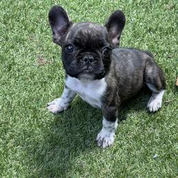 Boston Terrier and French Bulldog Puppies from JohnLee’s Boston’s and French Bulldogs
