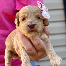 Birdie - Red roan female Cockapoo puppy in Mocksville, North Carolina from Little Bear Doodles