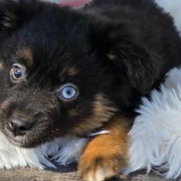River - Black tri male Miniature Australian Shepherd puppy in Ennis, Texas from God’s Little Aussies