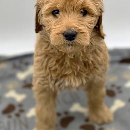 Lucy - Goldendoodle puppy in Lancaster, Minnesota from North Star Dog Training