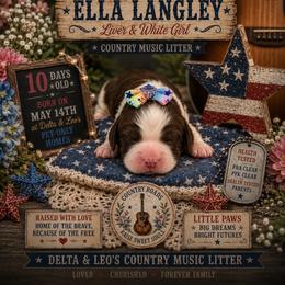 Ella Langley - Liver and white female English Springer Spaniel puppy in Cookeville, Tennessee from Krossroads Kennel