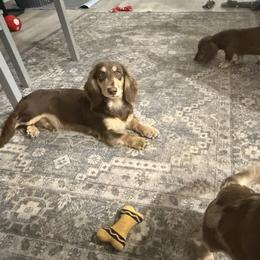 Lester - Dachshund