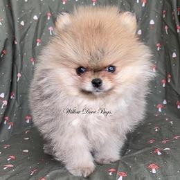 Pomeranian puppies from Willow Dove Pugs