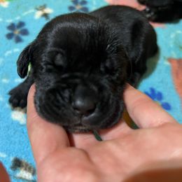 Girl 4 - Black female Cane Corso puppy in Paris, Texas from Knucklehead Cane Corso