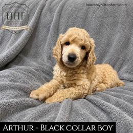 Arthur- Solid Apricot-Cream Boy, Black Collar - Apricot male Poodle puppy in Charlo, Montana from Heavenly Hilltop Farm