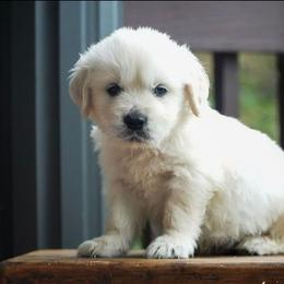 Louie - Light golden male Golden Retriever puppy in Saint Joe, Indiana from Golden Acres Farm